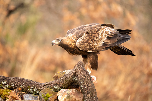 Golden eagle with the prey stalking and hunting