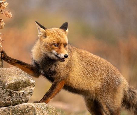 “Striking image of a red fox perched on rocks, its gaze fixed intently on its prey. This captivating shot conveys the predator's focused anticipation and showcases the untamed beauty of wildlife in its natural habitat.