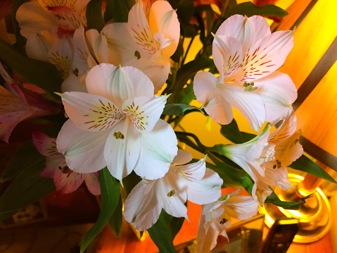 Alstroemerias, also known as Peruvian Lily, and Lilies of the incas.These beautiful flowers make ideal cut flowers for the home, lasting up to three weeks in a vase.They come in a range of delicate colours.