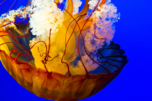 Mesmerizing underwater beauty: A vibrant orange jellyfish gracefully glides through an ethereal aquarium setting in Gatlinburg, Tennessee. Its translucent bell glows with warmth, while striking red tentacles create a captivating scene.