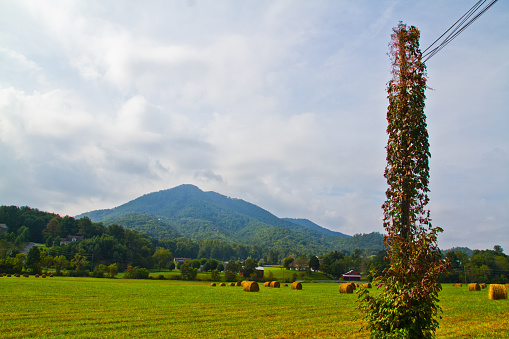 Idyllic rural landscape in Gatlinburg, Tennessee, featuring a lush green field dotted with hay bales, as nature reclaims a utility pole engulfed by vines. Rolling hills and charming houses create a tranquil backdrop.