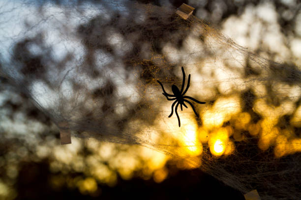 Glistening in the golden hour, a Halloween plastic spider weaves its intricate web against a warm backdrop, capturing the beauty of nature's delicate artistry.
