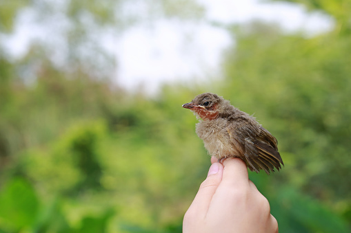 Little sparrow sitting on human's hand, taking care of birds, friendship, love nature and wildlife. Concept of nature of life.