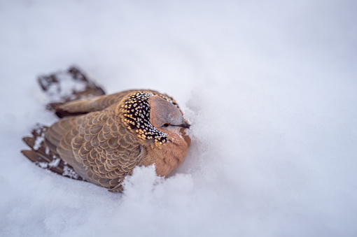 beautiful wildlife winter wonderland with copy space snow bird