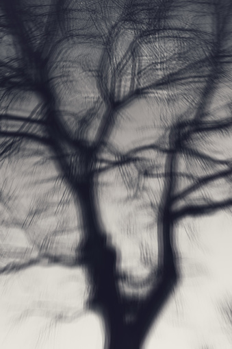 Step into the serene world captured in 'Veins of Winter: Impressionistic Black and White Tree,' where the essence of winter unfolds in a monochromatic symphony. This captivating photograph explores the intricate details of a leafless tree, its branches resembling delicate veins. The absence of leaves invites a sense of quiet reflection, as the tree's form becomes a poetic expression of the season's stillness. Each branch tells a silent story, evoking the hushed beauty of winter's embrace. 'Veins of Winter' invites you to immerse yourself in the subtle elegance of nature's winter poetry, where simplicity and complexity intertwine in a dance of shadows and light