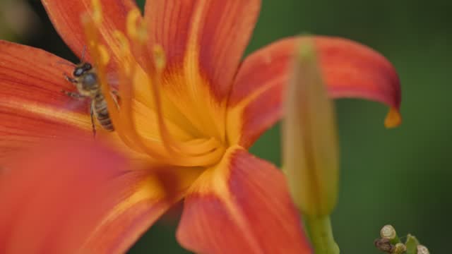 A close-up shot of a bee pollinating a orange flower. The flower is in full bloom. The background is a blurred. Slow motion macro shot.