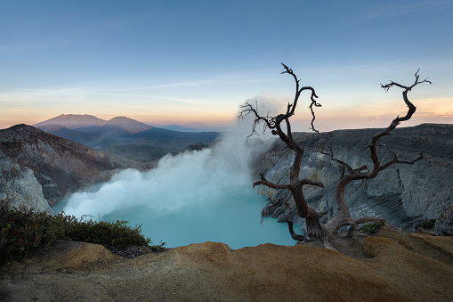 Acidic lake view with a tree in the foreground in the crater of a famous Ijen volcano in Java, Indonesia, at colorful sunrise