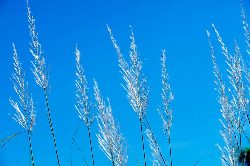 white reeds grass flower against blue sky