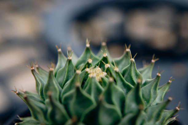 close-up top-view shot on Golden barrel cactus