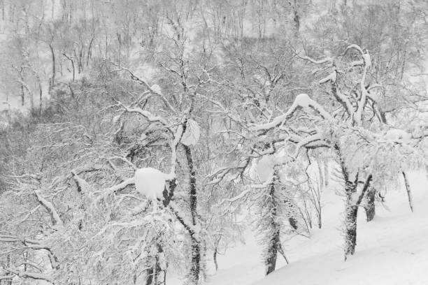 Free Stock Photo of Snow Covered Trees in Black and White | Download ...