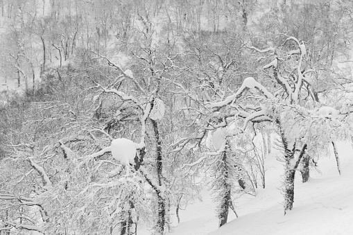 Snow covered woodland trees in winter landscape, Hokkaido