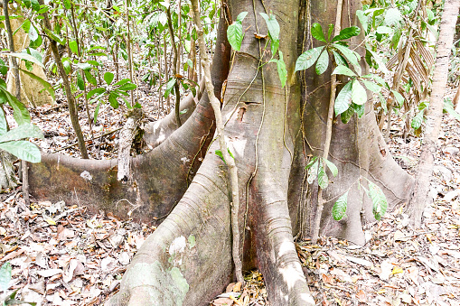 Giant banyan tree growing over an abandoned building. Tai O Village. Lantau Island. Hong Kong, China.