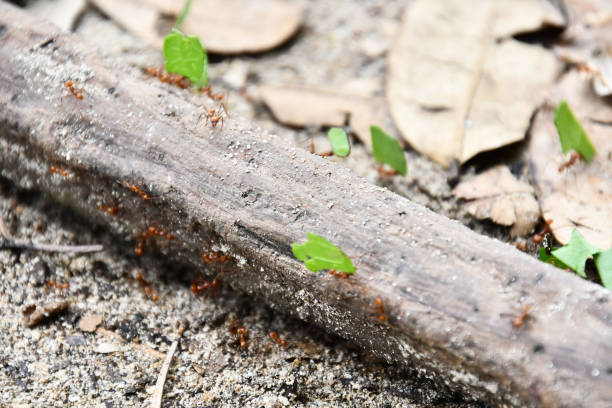 istock ants in anthill, photo as a background 1957246515