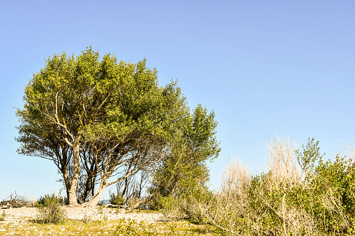 tree on hill, photo as a background, digital image