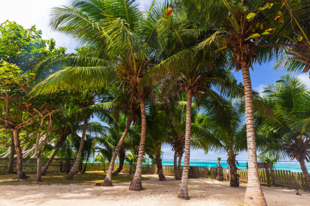 istock Summer landscape with coconut palm trees in a garden 1957253115