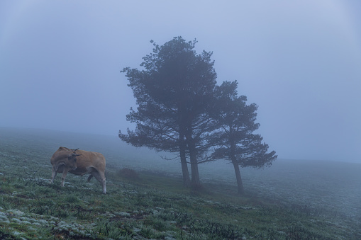 Cow on the Camino de Santiago (The Way of Saint James) among the fog morning at the mountains. Primitivo. Asturias, Spain