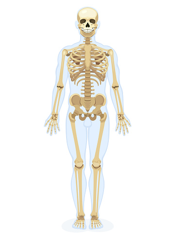 Anatomical Illustration Highlighting Bones and Structure for Comprehensive Understanding.