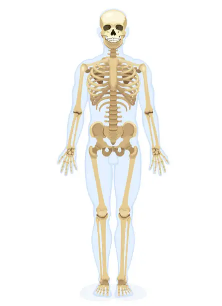 Vector illustration of Male Human skeleton. Front view.