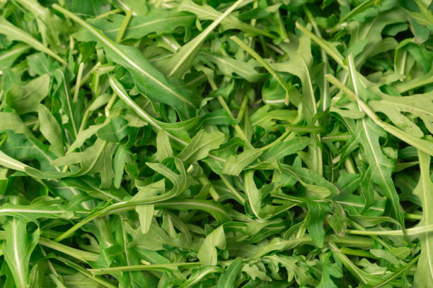 istock Fresh leaves of arugula as a background. 1957288794