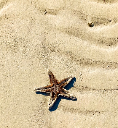A large starfish clings to a rock.