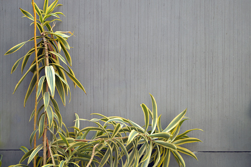 Floral arrangement of ribbon grass leaves variegated foliage foliage plant bush nature backdrop over scratched plastered textured cement wall framing a blank copy space