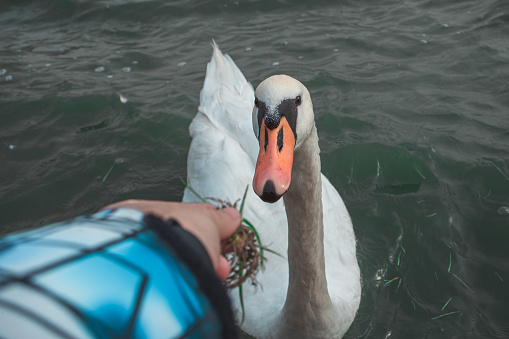 Close up of man hand giving fresh grass for swimming swan