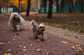 Two little dog walking on walkway in public park in autumn, in the background coloful forest