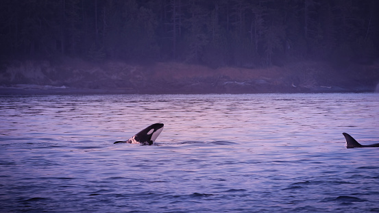 Yound orca breaches surface of coastal waters near Victoria, Canada