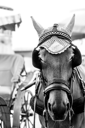 Draft horse in Pisa wearing blinders and bonnet