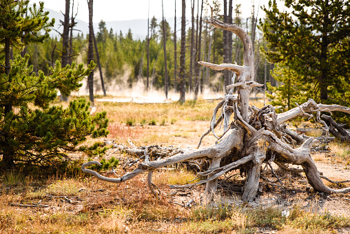 In the background, steam rises through the trees at Artists Paintpots, a geothermal area, in Yellowstone National Park, while a unique tree stump is in focus in the foreground.