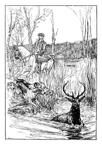 Hunter on horse and dogs catch a deer caught in the water
