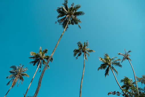 Landscape of coconut palm tree on tropical beach in summer of Thailand. A group of very tall coconut palm trees soars into the against cloud and blue sky.