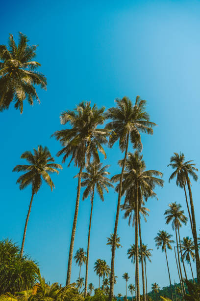 istock Tropical palm tree with sun light on sky background. Summer season Coconut palm trees Beautiful natural tropical background. Tall Coconut Trees on the beach area during daytime. 1957338477