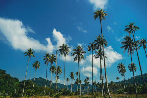 Landscape of coconut palm tree on tropical beach in summer of Thailand. A group of very tall coconut palm trees soars into the against cloud and blue sky.