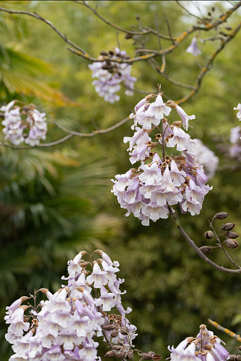 Ceratonia siliqua or Carob tree with pink flowers. High quality photo