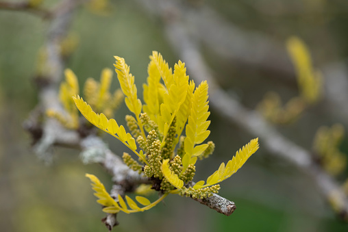 Ceratonia siliqua or Carob tree spring leaves. High quality photo