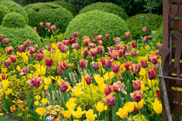 red tulips in yellow garden wit buxus stock photo