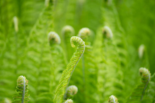 close up of green ferns in a botanical garden stock photo