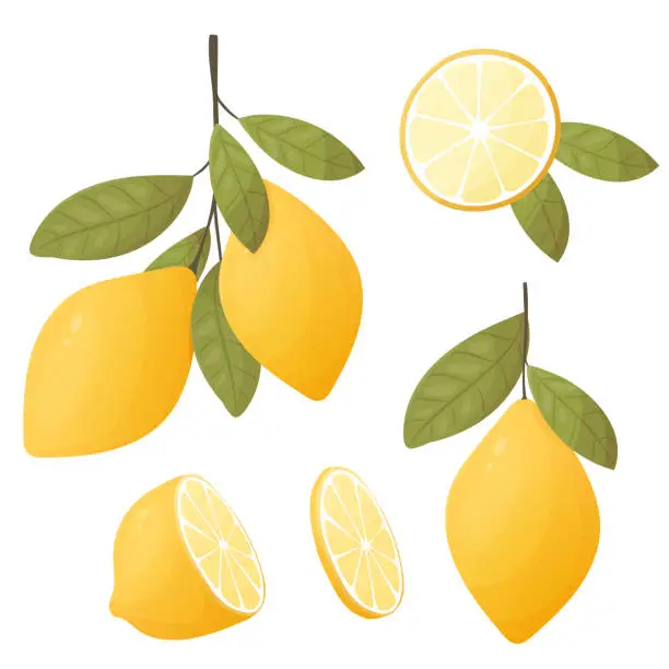 Vector illustration of Vector set of lemon branches with fruit and leaves isolated ut lemon slice