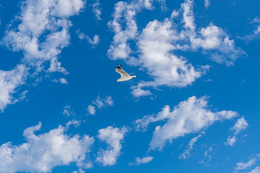 Seagull in the blue sky of Australia