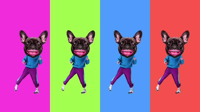 French bulldog muzzles on male body in sportswear dancing over multicolored dynamic background. Stop motion, animation
