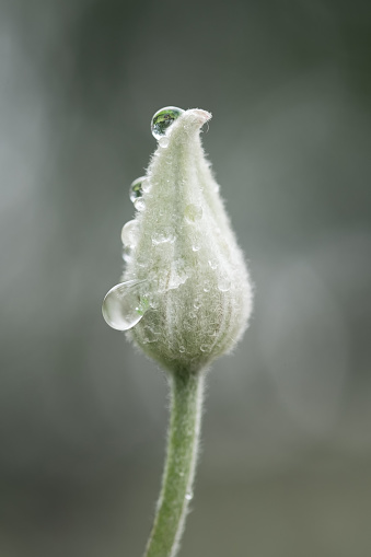 Beautiful white clematis flower bud with a dew drops on a blurred background. Shallow depth of field.