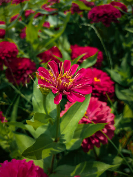 The image is a close-up of a red zinnia flower in a garden.