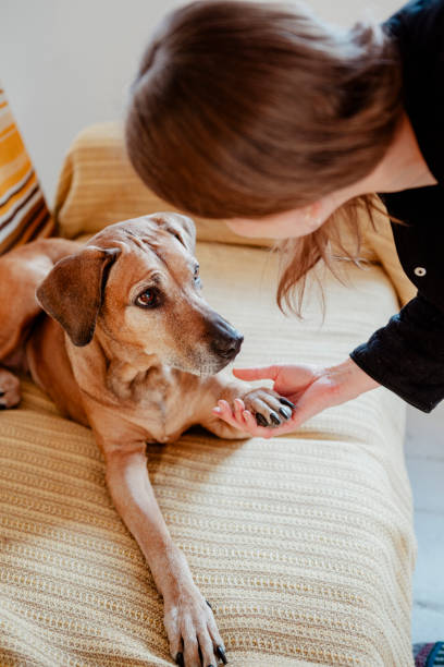 istock 11 years old female Rhodesian Ridgeback at home 1957375513