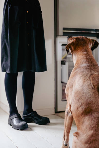 istock 11 years old female Rhodesian Ridgeback at home 1957376041