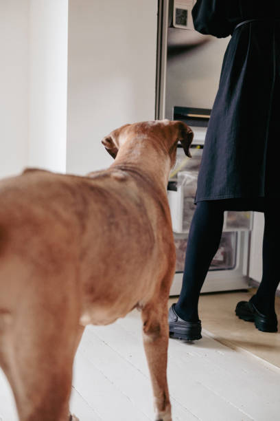 istock 11 years old female Rhodesian Ridgeback at home 1957376042