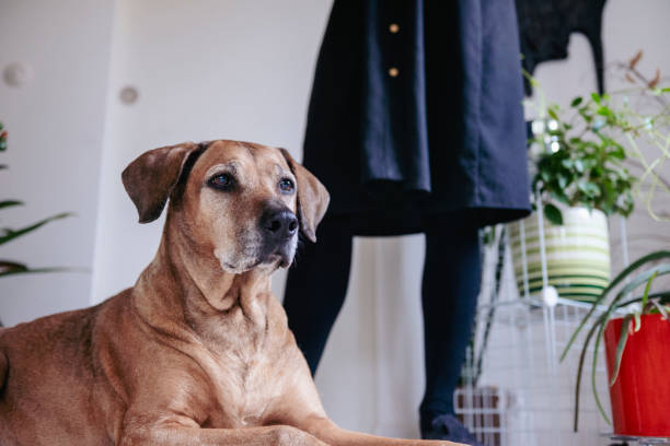A senior dog interacting with the owner at home