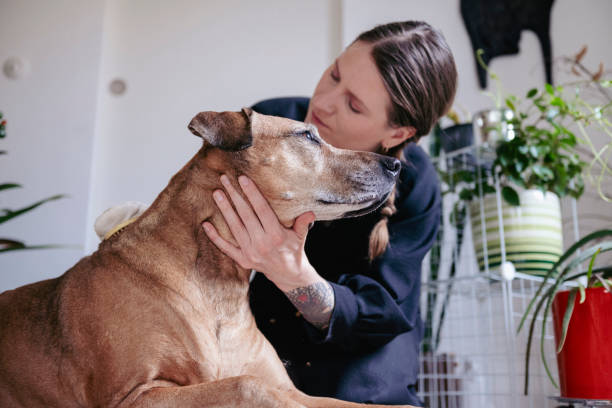 istock 11 years old female Rhodesian Ridgeback at home 1957377103