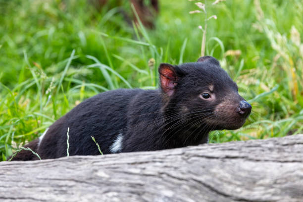 istock Tasmanian Devil, Sarcophilus harrisii, the largest carnivorous marsupial and an endangered species found only in Tasmania and New South Wales, Australia. 1957380878