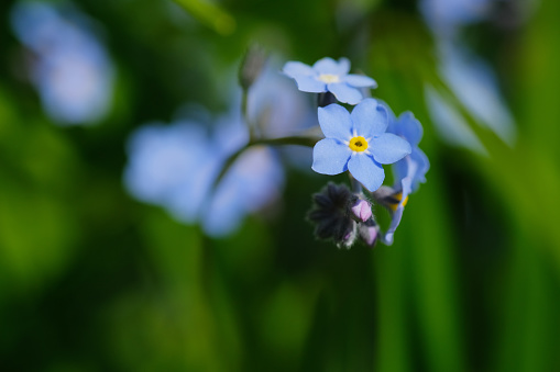 Beautiful little blue flowers, Myosotis scorpioides (Myosotis palustris). Bunch of blue flower Forget-me-not blossom. Spring background, selective focus.